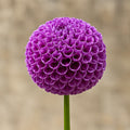 BIIK (Tuber)