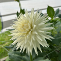 Karras 150 (Tuber)