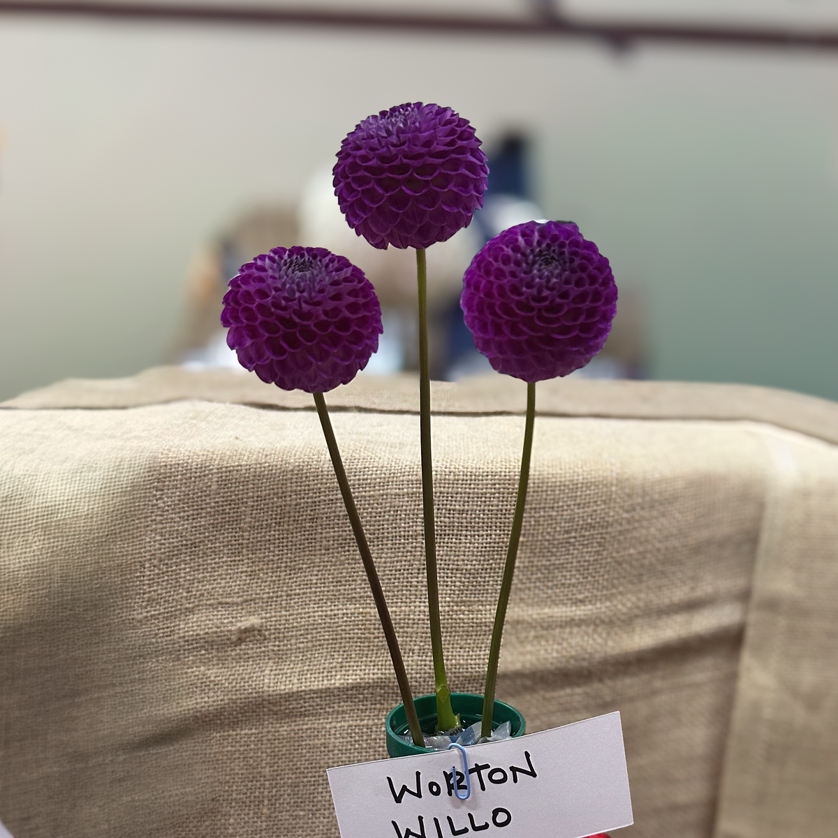 Worton Willo (Tuber)