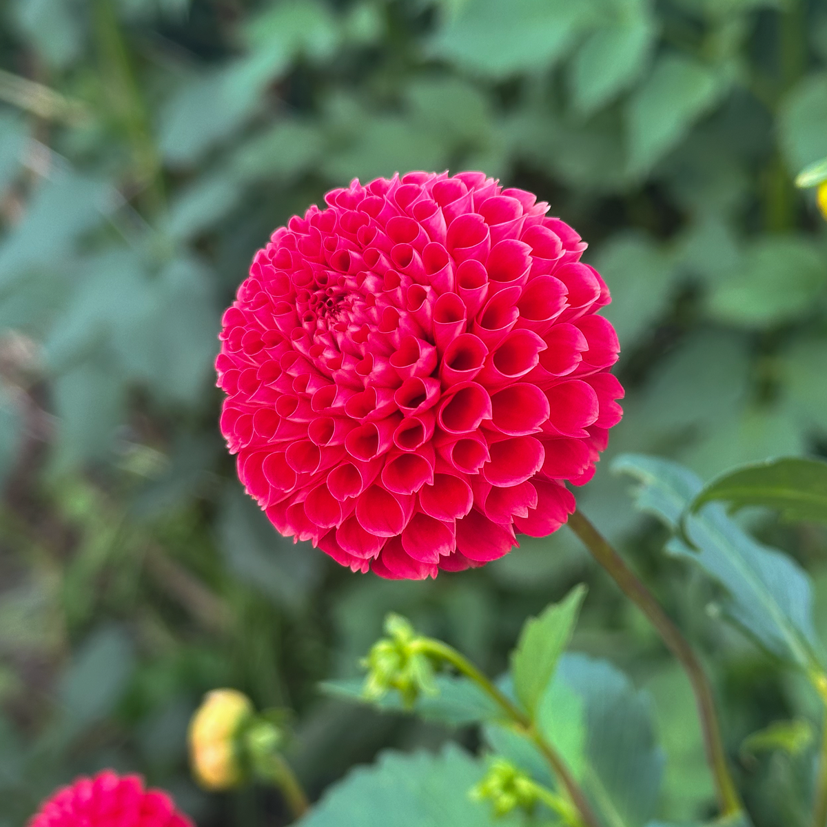 Hollyhill Red Button (Tuber)