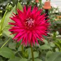 Devon Caress (Tuber)