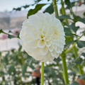 Formby Alpine (Tuber)