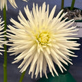 Karras 150 (Tuber)