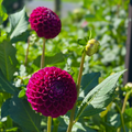 Ivanetti (Tuber)