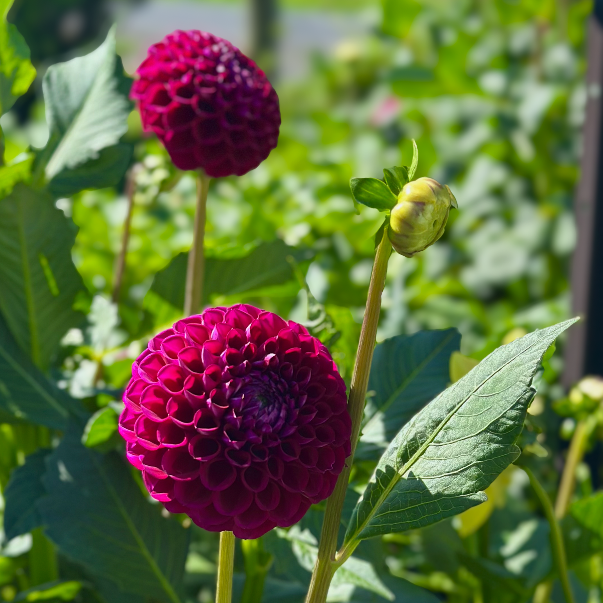 Ivanetti (Tuber)