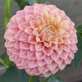 Coorabell Emma (Tuber)