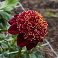 Granite Queen Bee (Tuber)