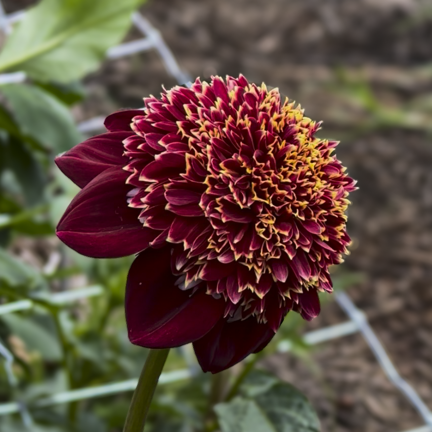Granite Queen Bee (Tuber)