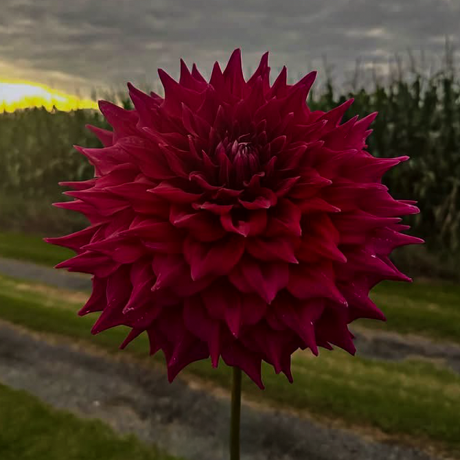 Regina (Tuber)