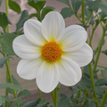 Woden Whitelite (Tuber)