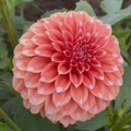 Peaches n Cream US (Tuber)