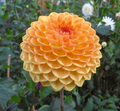 Blyton Softer Gleam (Tuber)