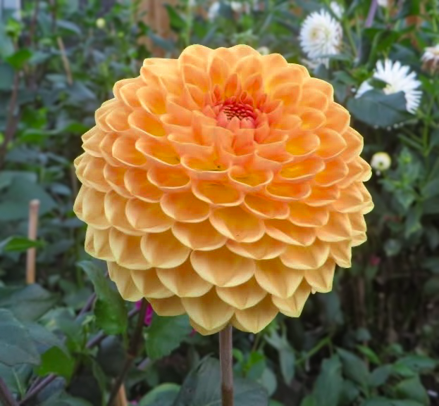 Blyton Softer Gleam (Tuber)