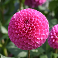 Mary’s Jomanda (Tuber)
