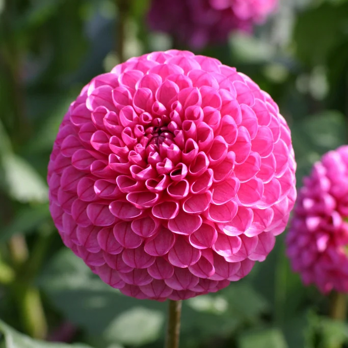 Mary’s Jomanda (Tuber)