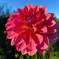 Wildwood Marie (Tuber)
