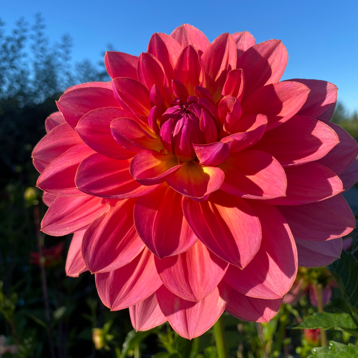 Wildwood Marie (Tuber)