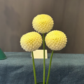 L'ancresse (Tuber)