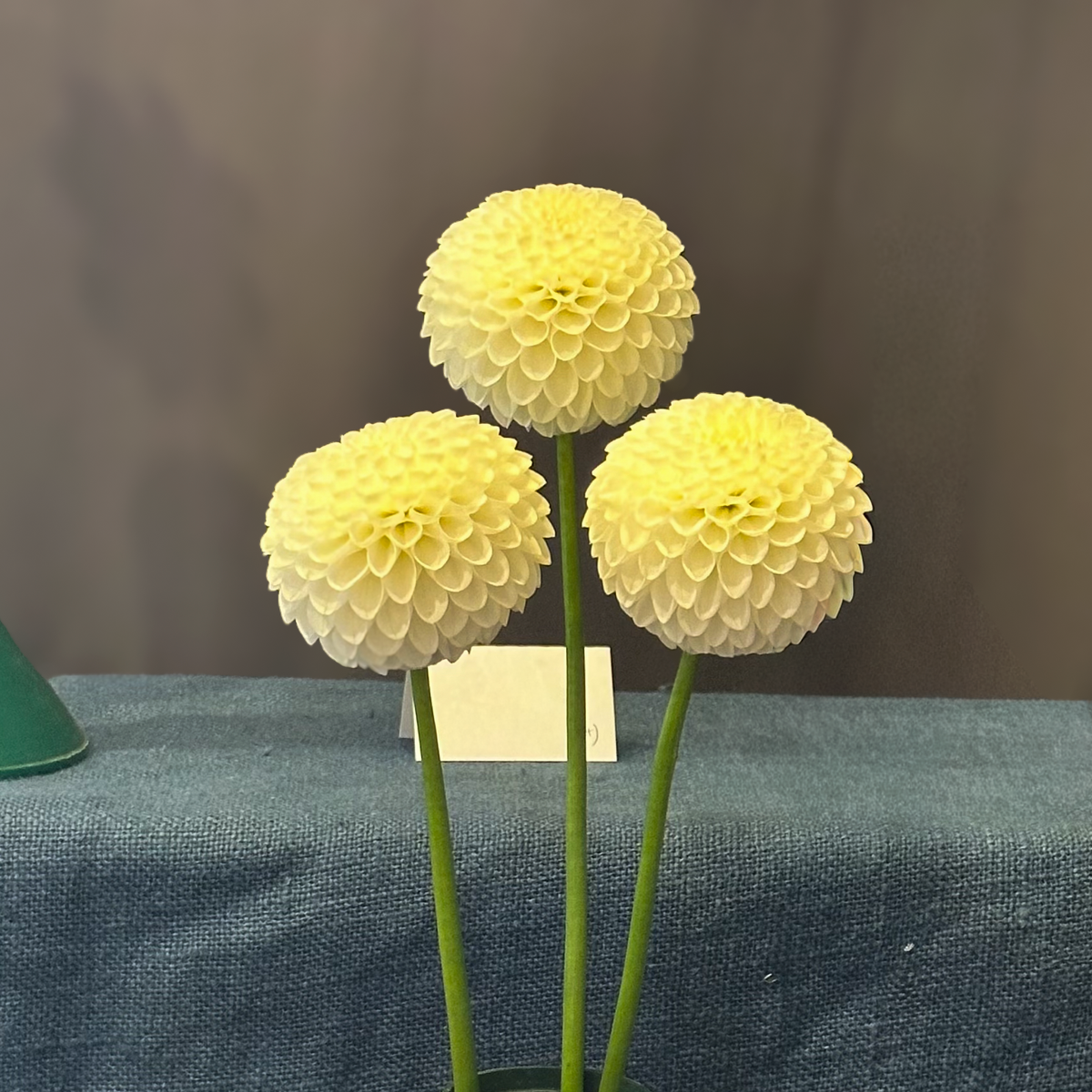 L'ancresse (Tuber)
