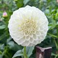 Winkie Kayline (Tuber)