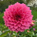 Florelie Guava (Tuber)
